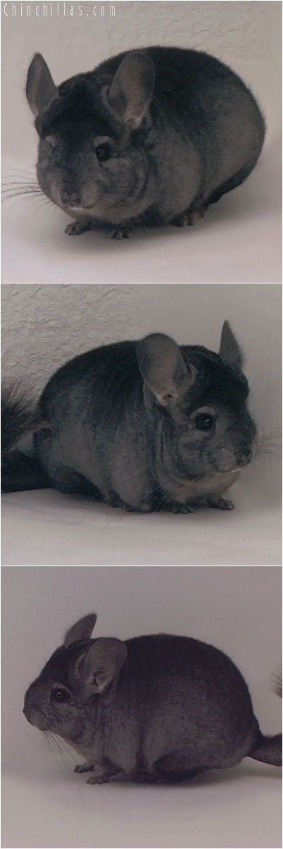 5257 Show Quality Ebony Female Chinchilla