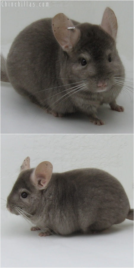 6036 Top Show Quality Tan Male Chinchilla