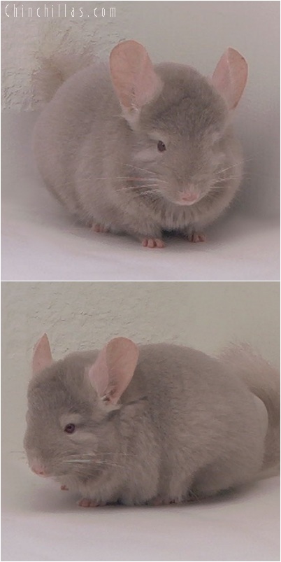 5246 Medium Tan Female Chinchilla