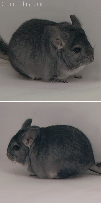 5256 Large Show Quality Standard Female Chinchilla