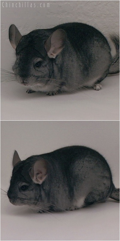 5243 Extra Large Premiun Production Quality Standard Female Chinchilla