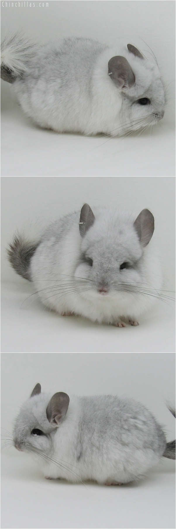 6050 White Mosaic Royal Persian Angora Male Chinchilla