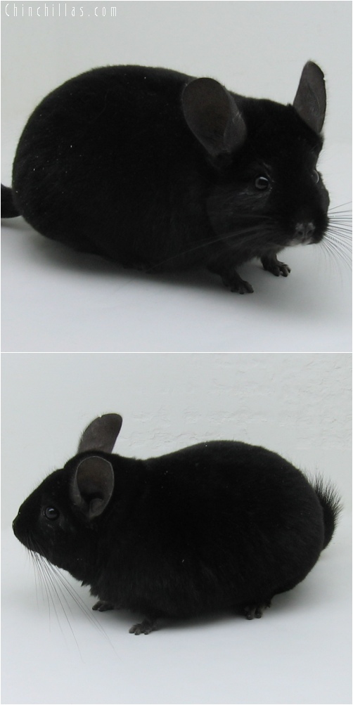 6047 Large Extra Dark Ebony Female Chinchilla