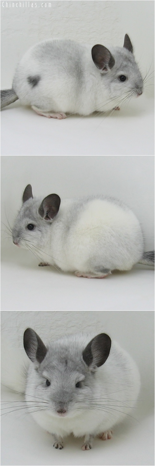 6046 Top Show Quality White Mosaic ( Sapphire Carrier ) Male Chinchilla