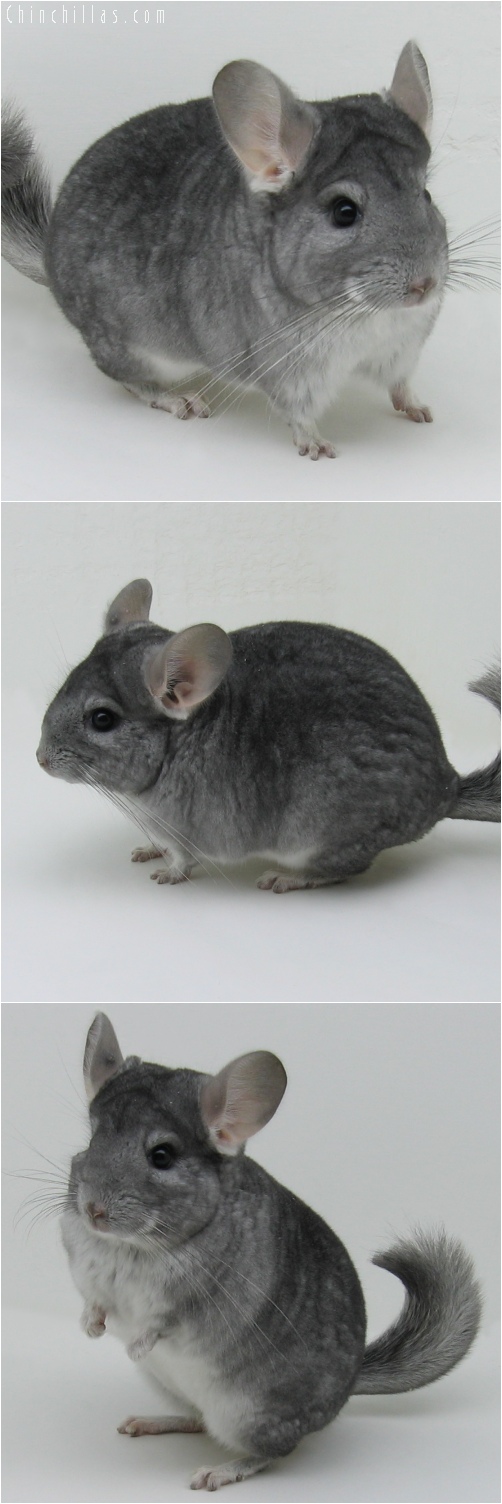 6053 Show Quality Sapphire Female Chinchilla