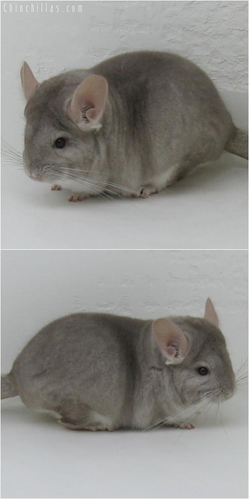 6037 Premium Production Quality Beige ( Ebony Carrier ) Female Chinchilla