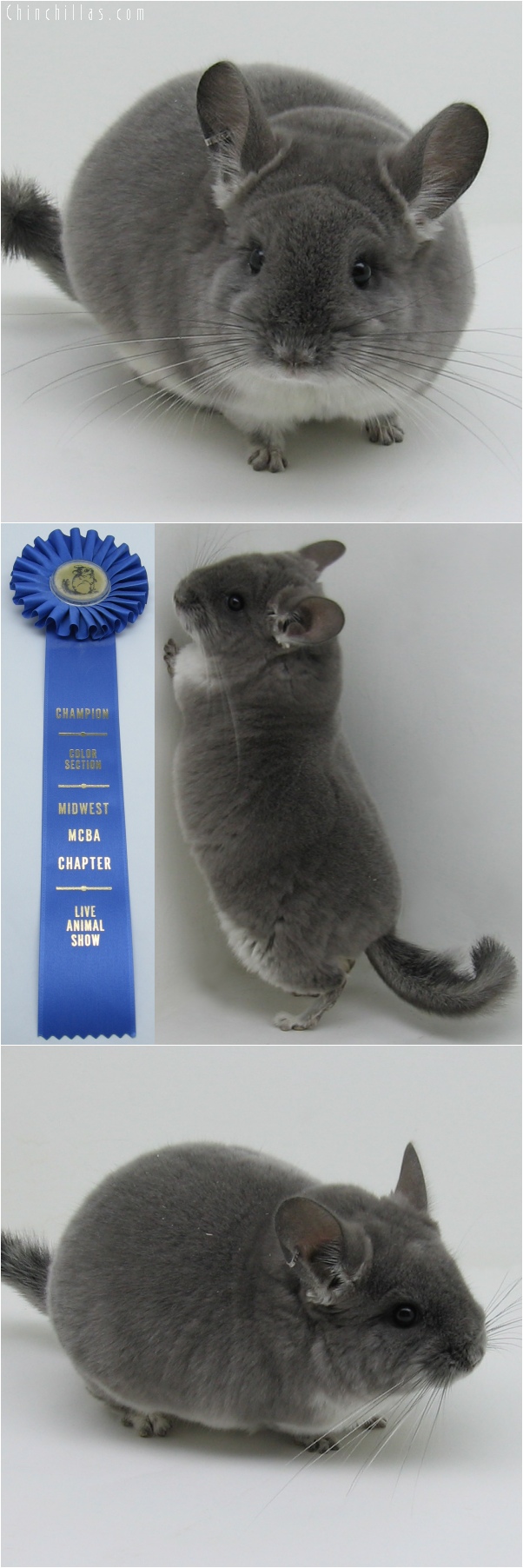 6052 Section Champion Violet Male Chinchilla