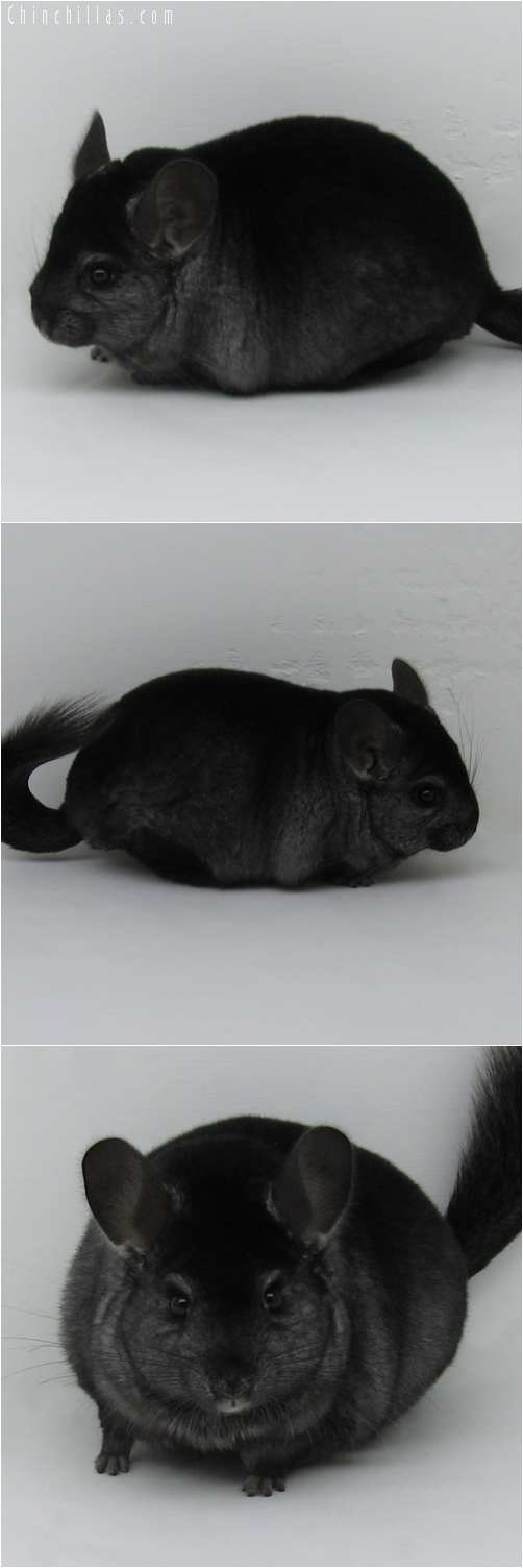 6051 Large Show Quality Ebony Male Chinchilla