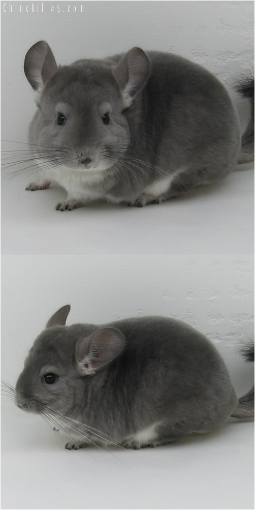 6040 Premium Production Quality Violet Female Chinchilla