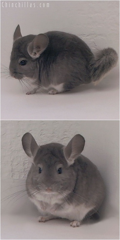 5211 Violet Female Chinchilla