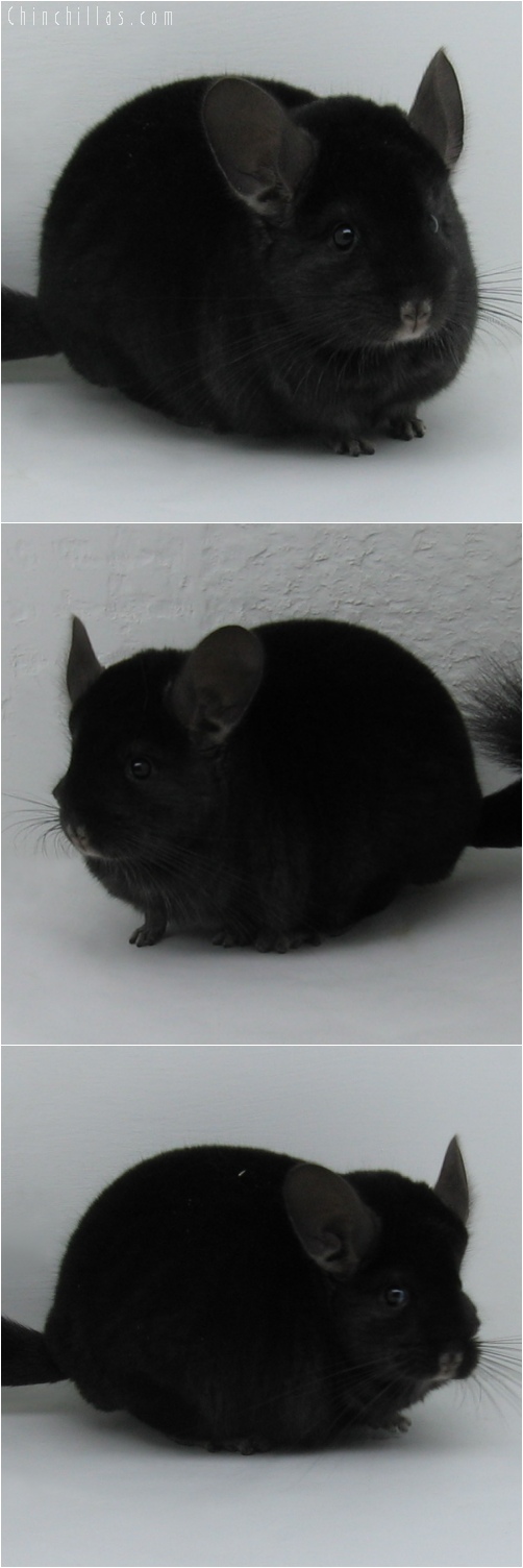 6068 Large Top Show Quality Extra Dark Ebony Male Chinchilla