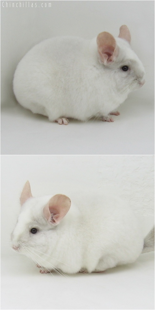 6062 Large Premium Production Quality Pink White Female Chinchilla