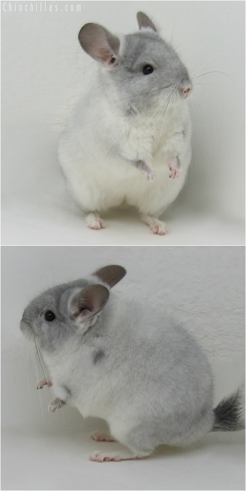 6061 Show Quality TOV Violet & White Mosaic Female Chinchilla