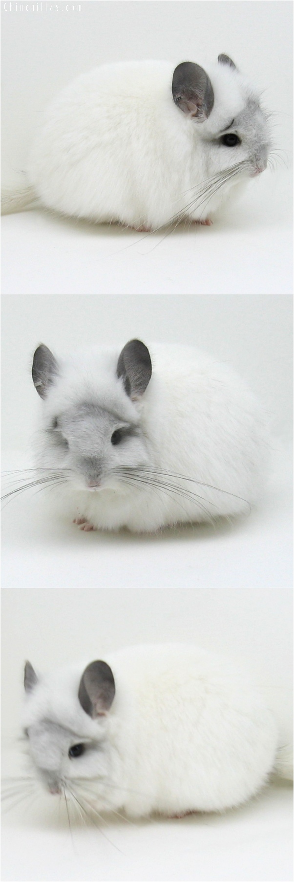 6078 White Mosaic Royal Persian Angora Female Chinchilla