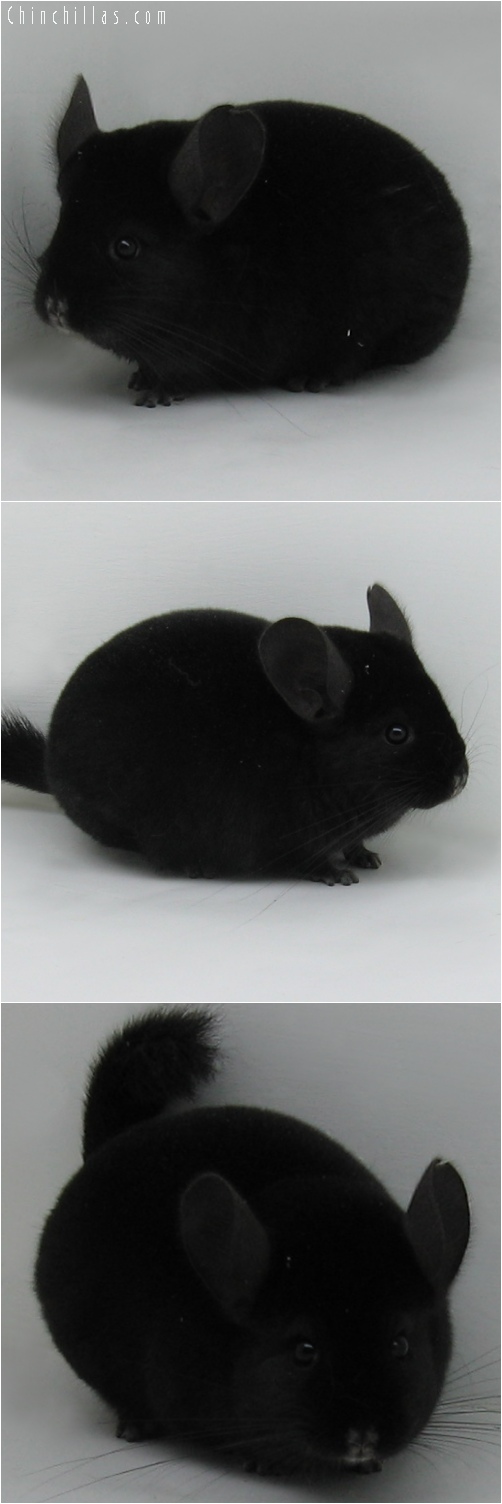 6063 Premium Production Quality Ebony Female Chinchilla