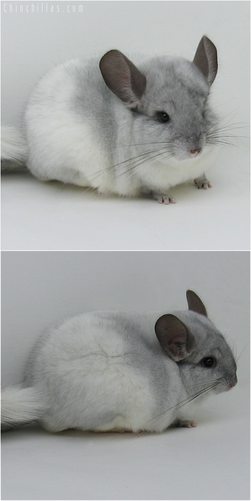 6069 Top Show Quality White Mosaic Male Chinchilla