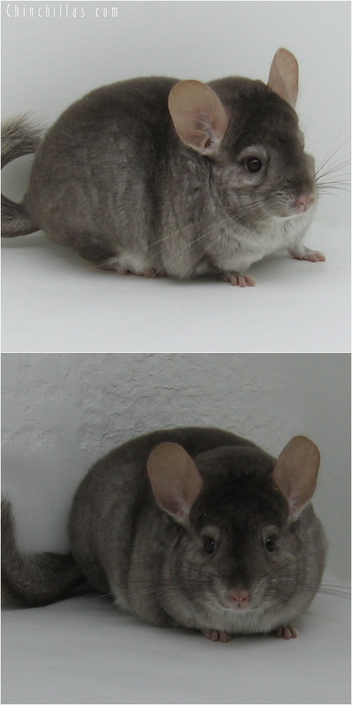 6081 Premium Production Quality Beige Female Chinchilla