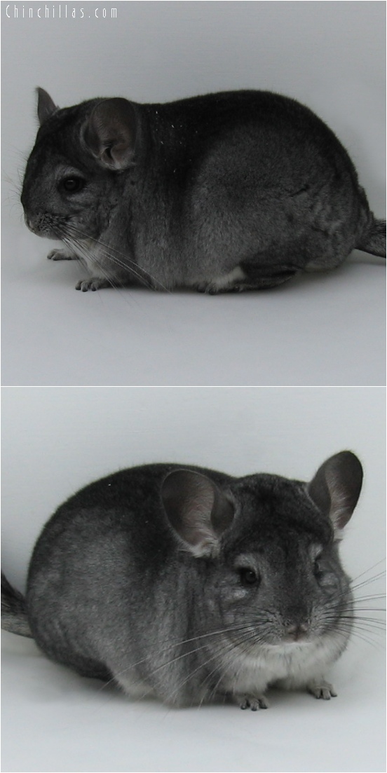 6075 Premuim Production Quality Standard Female Chinchilla