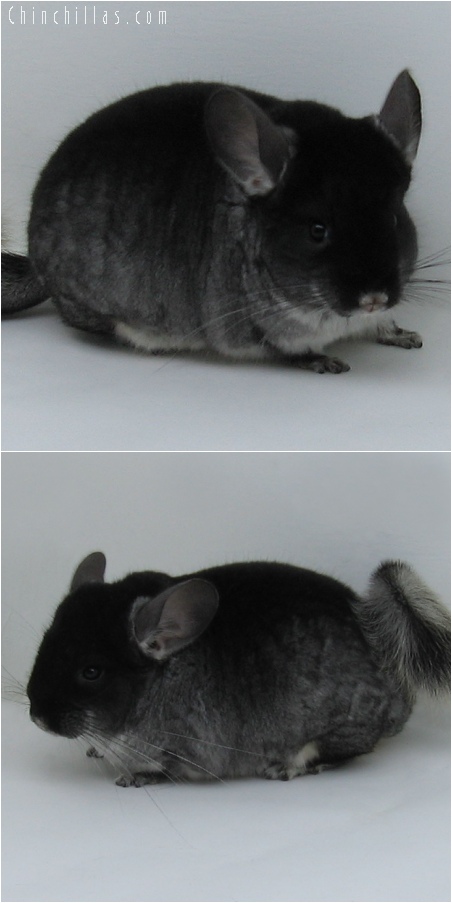 6074 Show Quality Black Velvet ( Sapphire Carrier ) Female Chinchilla