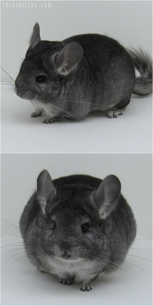 6011 Show Quality Standard ( Violet Carrier ) Female Chinchilla
