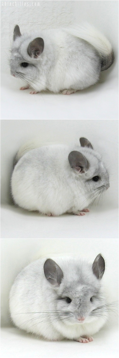 6067 White Mosaic Royal Persian Angora Male Chinchilla