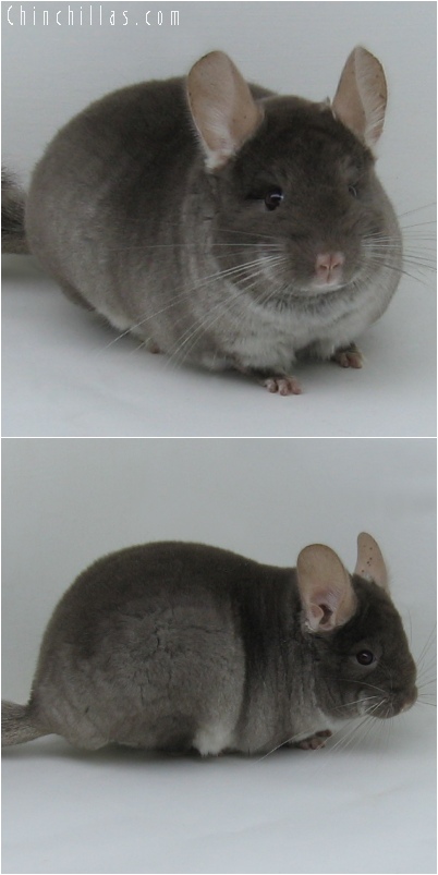 6054 Show Quality TOV Beige Female Chinchilla