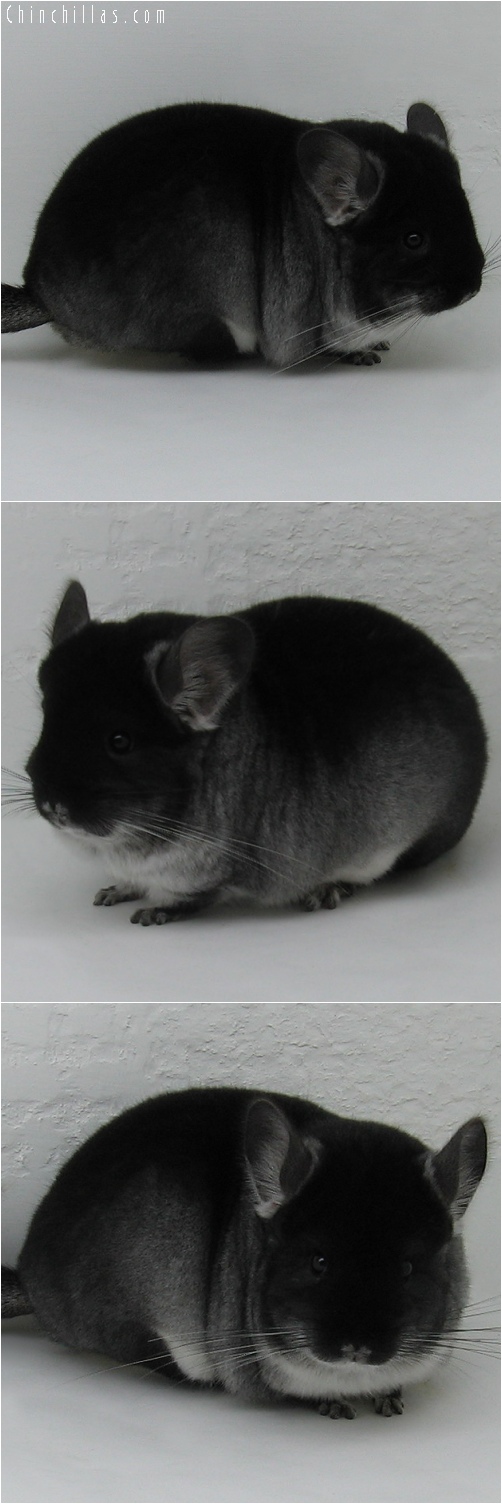 6082 Large Premium Production Quality Black Velvet Female Chinchilla