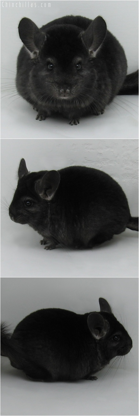 6083 Show Quality Ebony Female Chinchilla