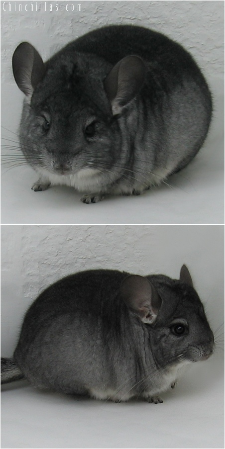 6079 Show Quality Standard ( Sapphire Carrier ) Male Chinchilla