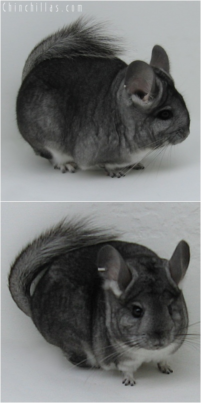 6076 Standard ( Royal Persian Angora Carrier ) Female Chinchilla