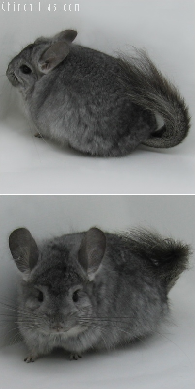 6077 Standard Royal Persian Angora Female Chinchilla