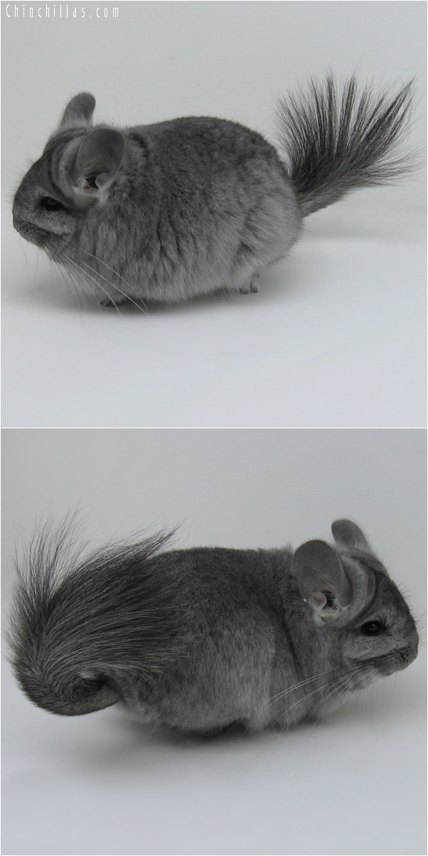 6059 Standard Royal Persian Angora Female Chinchilla