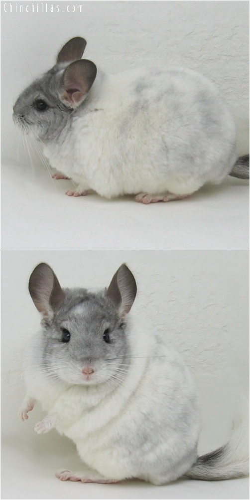 6048 Large Show Quality Splotchy White Mosaic Male Chinchilla