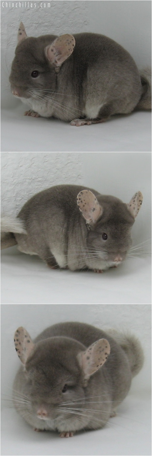 6071 Large Show Quality TOV Beige ( Violet Carrier ) Female Chinchilla