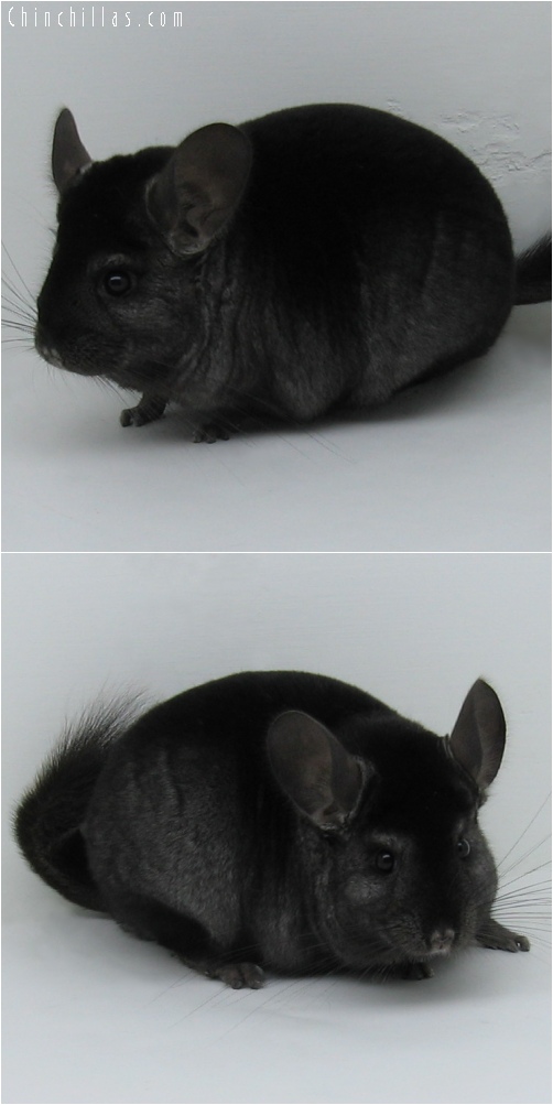 6070 Large Show Quality Ebony Female Chinchilla