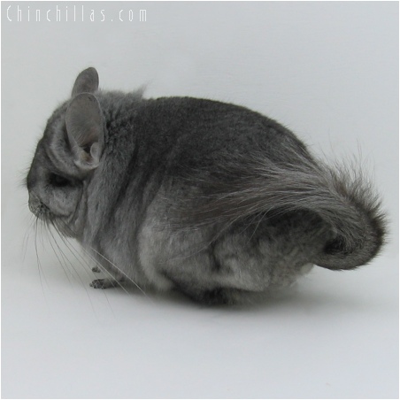 6066 Standard Royal Persian Angora Male Chinchilla