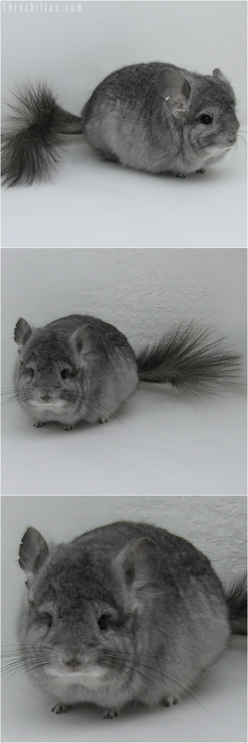 6060 Standard Royal Persian Angora Female Chinchilla