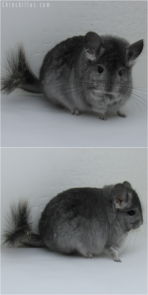 6086 Standard Royal Persian Angora Male Chinchilla