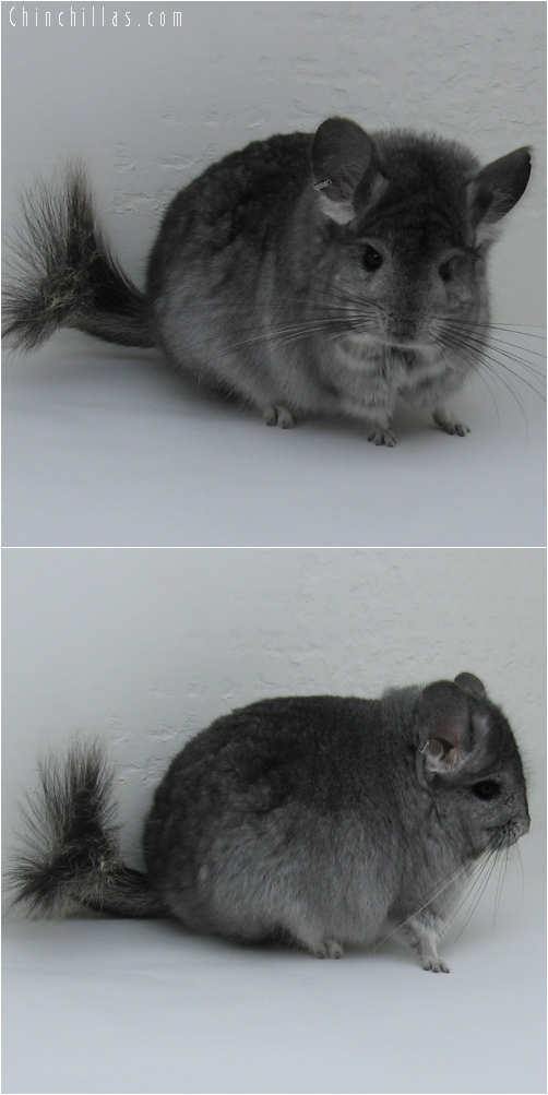 6086 Standard Royal Persian Angora Male Chinchilla