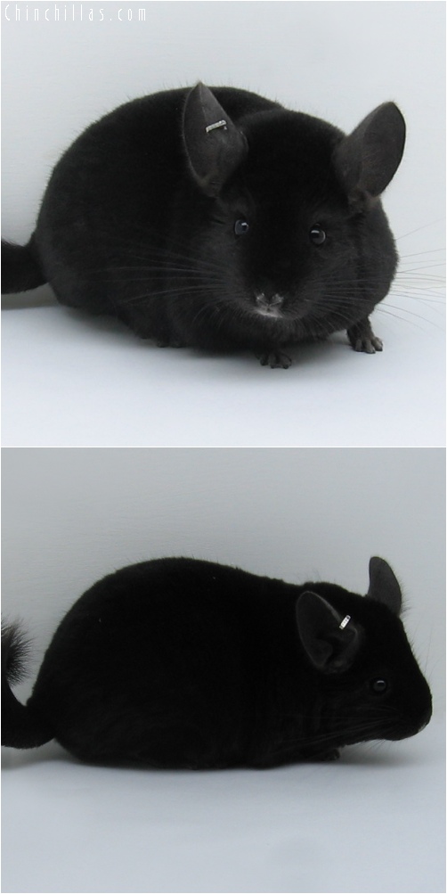 6085 Show Quality Extra Dark Ebony Male Chinchilla