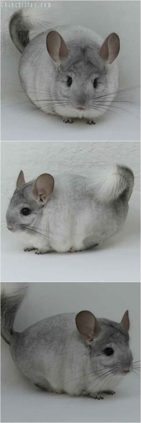 6089 Sapphire & White Mosaic Female Chinchilla