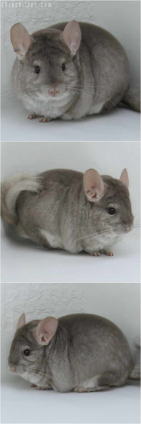 6084 Extra Large Premium Production Quality Beige Male Chinchilla