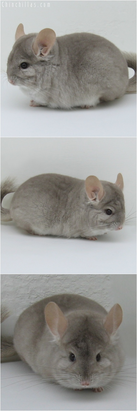 6091 Show Quality Beige Female Chinchilla