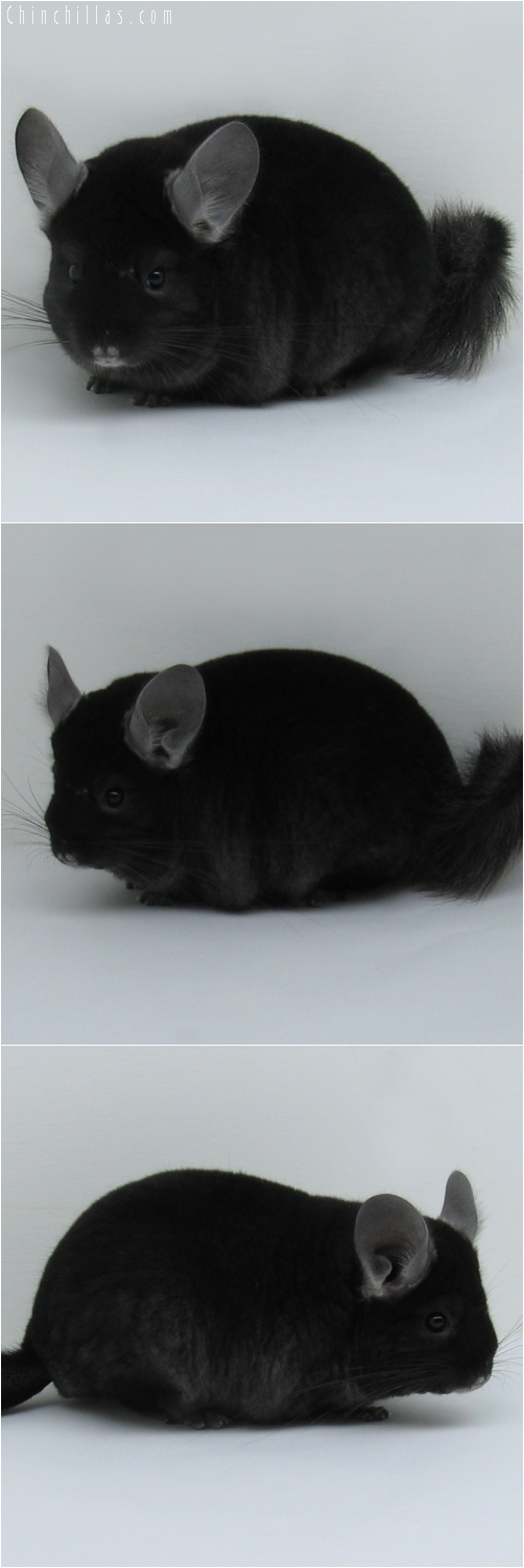 6088 Premium Production Quality TOV Ebony ( Violet Carrier ) Female Chinchilla