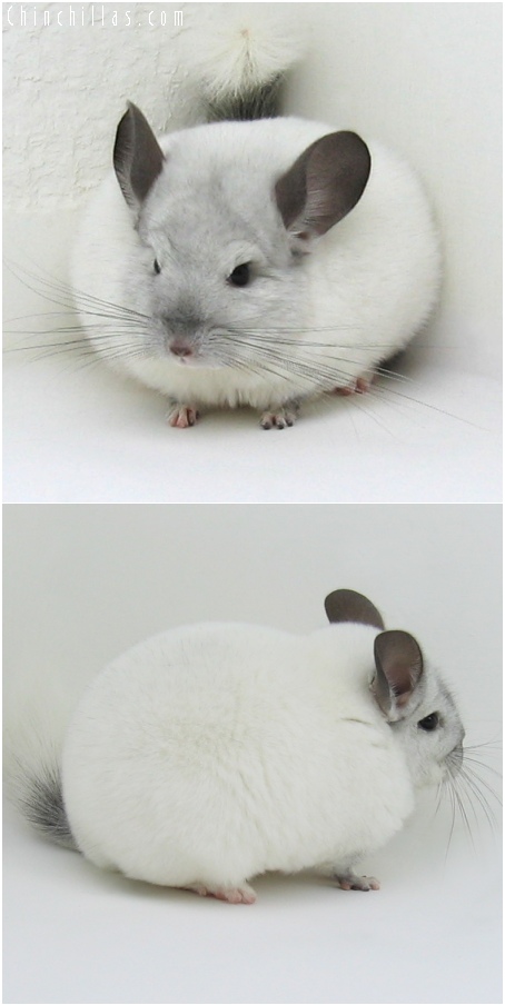 6092 Premium Production Quality White Mosaic Female Chinchilla