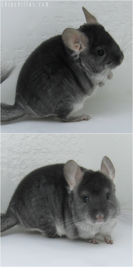 6087 TOV Sapphire Male Chinchilla