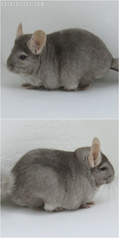 6090 Large Show Quality Beige ( Violet Carrier ) Female Chinchilla
