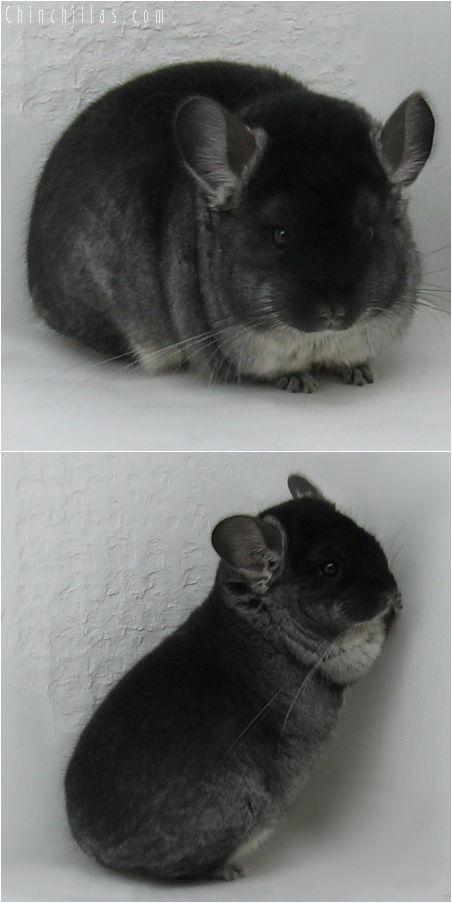 6038 Show Quality Black Velvet Female Chinchilla