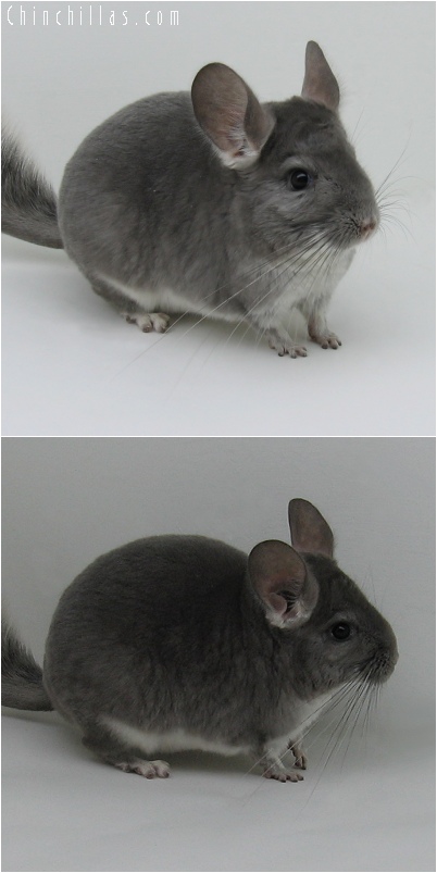 6049 Violet ( Ebony Carrier ) Female Chinchilla