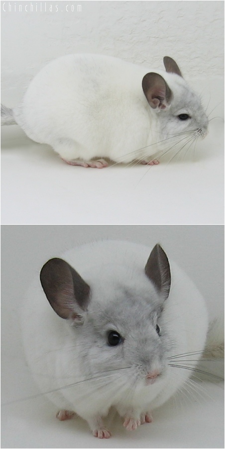 6065 Top Show Quality White Mosaic ( Sapphire Carrier ) Male Chinchilla